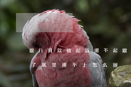 銀行貸款被起訴還不起(銀行貸款不還被起訴了就是還不上怎么辦?)