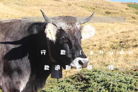 銀行貸款轉(zhuǎn)逾期怎么辦(銀行貸款逾期如何處理)