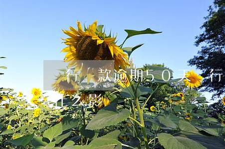 銀行貸款逾期50天(銀行貸款逾期15天有什么影響)
