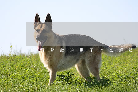 銀行貸款逾期了怎么解釋(銀行導致的逾期怎么辦)
