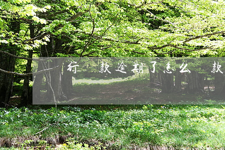 銀行貸款逾期了怎么還款(貸款逾期如何還款)