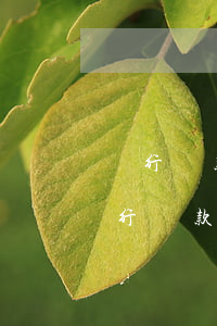 銀行貸款逾期二十年未催收法院受理嗎?-銀行貸款逾期二十年未催收法院受理嗎