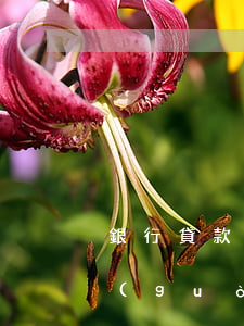 銀行貸款逾期五年了,利息會(huì)超過(guò)本金嗎