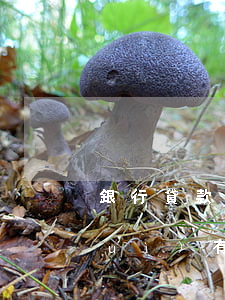 銀行貸款逾期十幾天會(huì)不會(huì)有人上門要債-銀行貸款逾期十幾天會(huì)不會(huì)有人上門要債呢