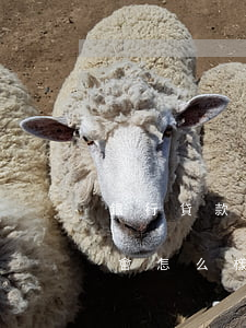 銀行貸款逾期半年10萬(銀行貸款逾期十天會怎么樣)