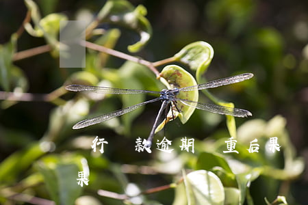 銀行貸款逾期嚴重后果(銀行貸款逾期嚴重后果)