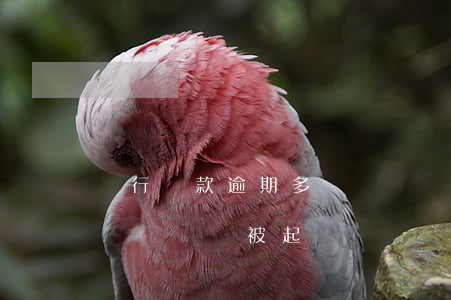 銀行貸款逾期多長時間訴訟 銀行貸款逾期多長時間會被起訴