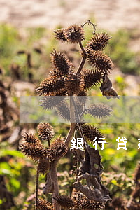 銀行貸款逾期影響入黨嗎(有逾期影響入黨嗎)