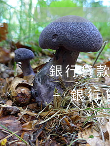 銀行貸款逾期影響孩子考公務(wù)員嗎-銀行貸款逾期影響孩子考公務(wù)員嗎知乎