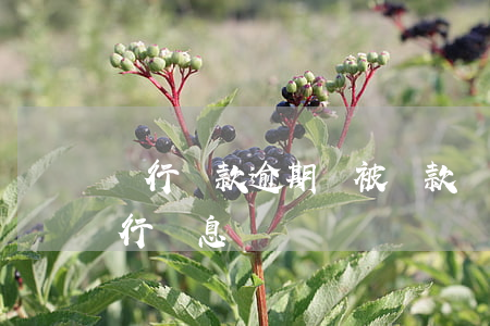 銀行貸款逾期會被罰款嗎(逾期償還貸款的銀行罰息)
