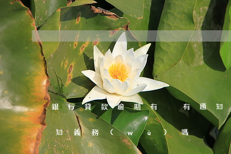 銀行貸款逾期有沒有通知(貸款逾期銀行有告知義務(wù)嗎)