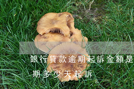 銀行貸款逾期起訴金額是多少錢(銀行貸款逾期多少天起訴)