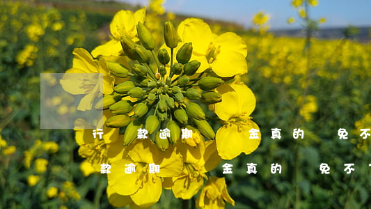 銀行貸款逾期違約金真的減免不了嗎-銀行貸款逾期違約金真的減免不了嗎知乎