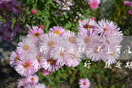 銀行貸款逾期還不上可以申請(qǐng)分期嗎-銀行貸款逾期還不上可以申請(qǐng)分期嗎