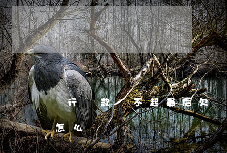 銀行貸款還不起最后(欠銀行貸款還不起 最后怎么辦)