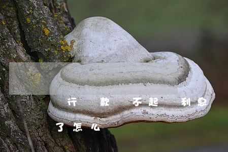 銀行貸款還不起還利息(銀行貸款利息還不起了怎么辦)