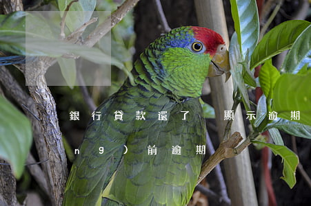 銀行貸款還了卻顯示逾期(貸款顯示當(dāng)前逾期)