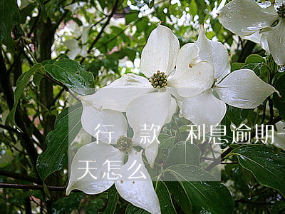 銀行貸款還利息逾期一天(貸款還利息逾期一天怎么辦)