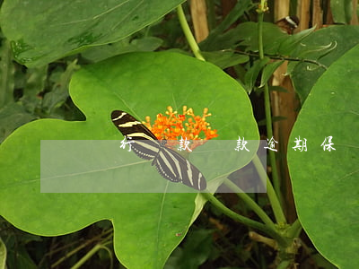 銀行貸款還款逾期保證書(逾期還款承諾書)