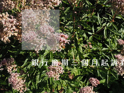 銀行逾期三個月起訴(銀行逾期多少天會起訴)