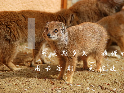 銀行逾期多久開始催收（農(nóng)行信用卡逾期幾天催收）