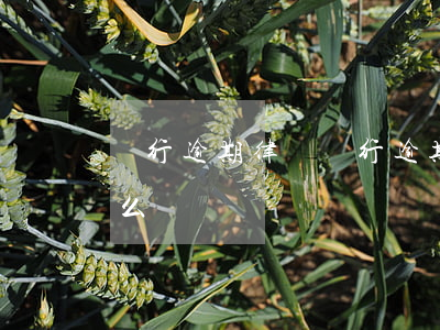 銀行逾期律師(銀行逾期律師給本人打電話怎么辦)