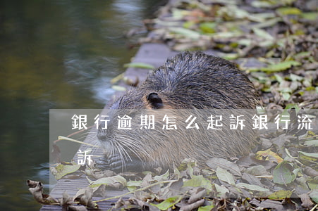 銀行逾期怎么起訴銀行流程(銀行逾期怎么申訴)