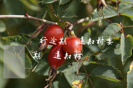銀行逾期會通知村委會貼告知欄嗎-銀行逾期會通知村長嗎