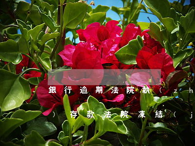 銀行逾期法院執(zhí)行凍結(jié)存款(法院凍結(jié)銀行存款期限)