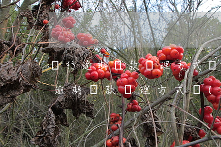 銀行逾期貸款處理方式報(bào)告 銀行逾期貸款處理方式報(bào)告范文