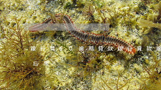 銀行雙60逾期貸款(銀行貸款逾期六個月的后果)