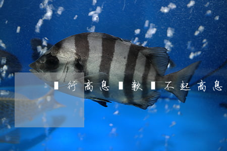 銀行高息貸款還不起(高息借錢不還怎么辦)