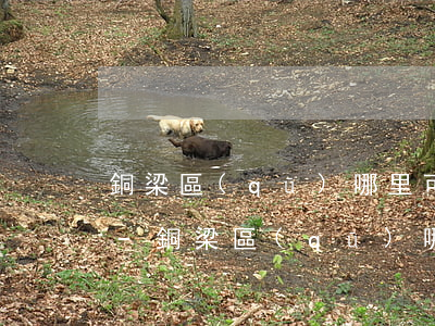 銅梁區(qū)哪里可以做信用卡停息掛賬-銅梁區(qū)哪里可以做信用卡停息掛賬業(yè)務(wù)