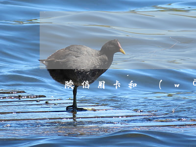 銅陵信用卡和網(wǎng)貸逾期