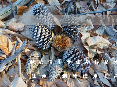 銅陵信用卡逾期停息分期申請(qǐng)條件-銅陵信用卡逾期停息分期申請(qǐng)條件及流程