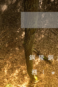 銅陵銅鼎律師事務(wù)所(銅陵市律師事務(wù)所)