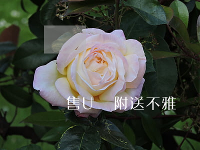 銷售U盤附送不雅視頻犯法嗎