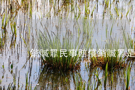 銷贓罪民事賠償(銷贓罪是刑事還是民事)