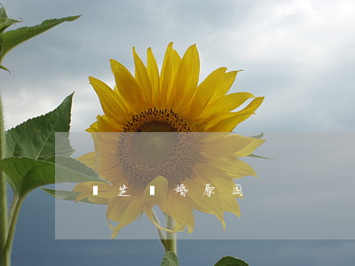 鋒芝離婚原因