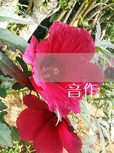錄音作為房產(chǎn)繼承證據(jù)嗎(錄像遺囑見證人可以是被繼承者的朋友嗎?)