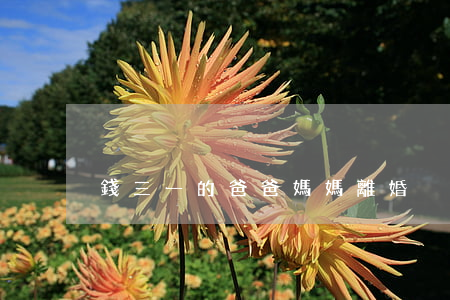 錢三一的爸爸媽媽離婚
