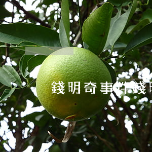 錢明奇事件(錢明奇事件)