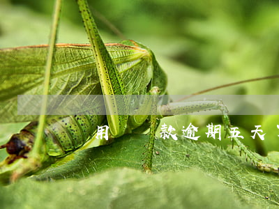 錢用寶貸款逾期五天了(支付寶的用錢寶逾期記錄)