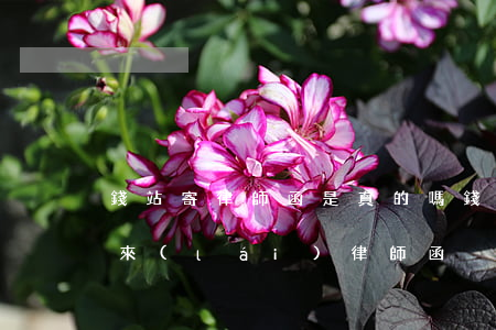錢站寄律師函是真的嗎(錢站發(fā)信息來(lái) 律師函)