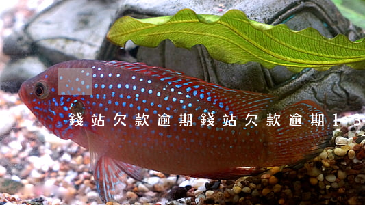 錢站欠款逾期(錢站欠款逾期1300天)