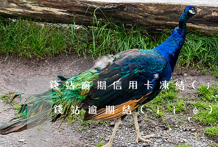錢站逾期信用卡凍結(jié)了怎么解凍(錢站逾期結(jié)清了怎么解凍銀行卡)