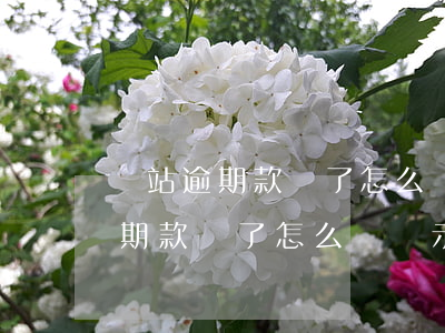 錢站逾期款還了怎么還顯示逾期了-錢站逾期款還了怎么還顯示逾期了呢
