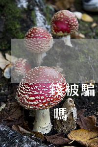錢被騙了找律師可以嗎(被詐騙了請律師有用嗎)