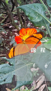 錦程消費(fèi)貸款還不起(錦程消費(fèi)金融還完了跟后面貸不出來了)