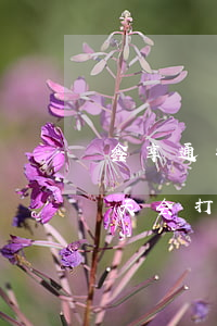 鑫享通安鑫花逾期3天(鑫享通安鑫花逾期3天,会打联系人电话吗)
